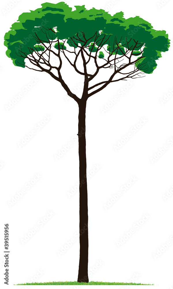 Obraz premium pino marittimo