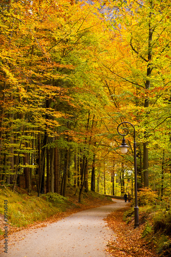 Naklejka premium Foglie e colori in autunno