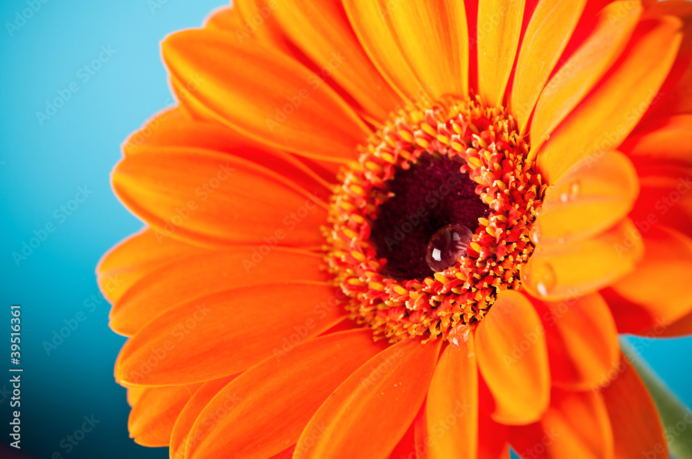 Orange Daisy Gerbera Flower on blue background