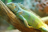 big iguana on wood