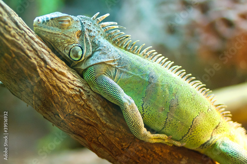 big iguana on wood photo