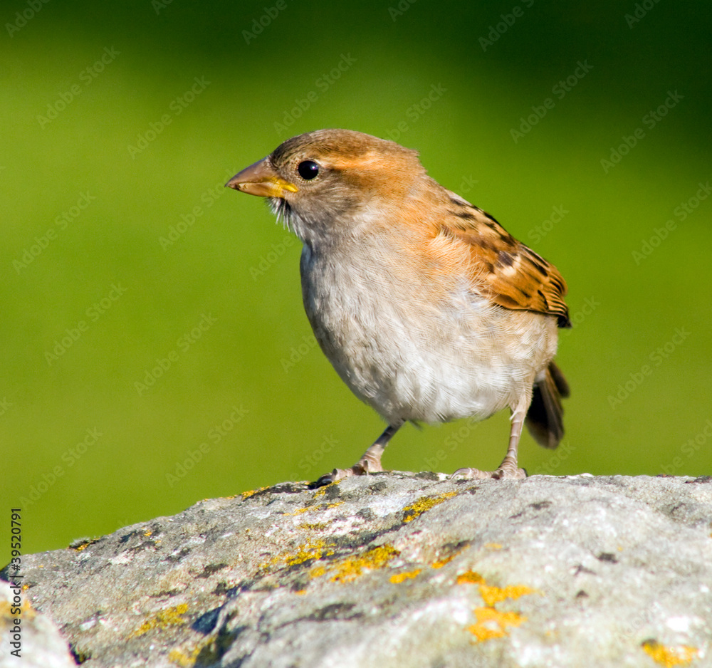 Sparrow Sparrow