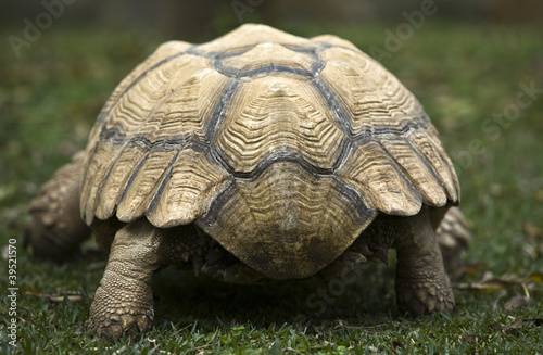 african spurred tortoise