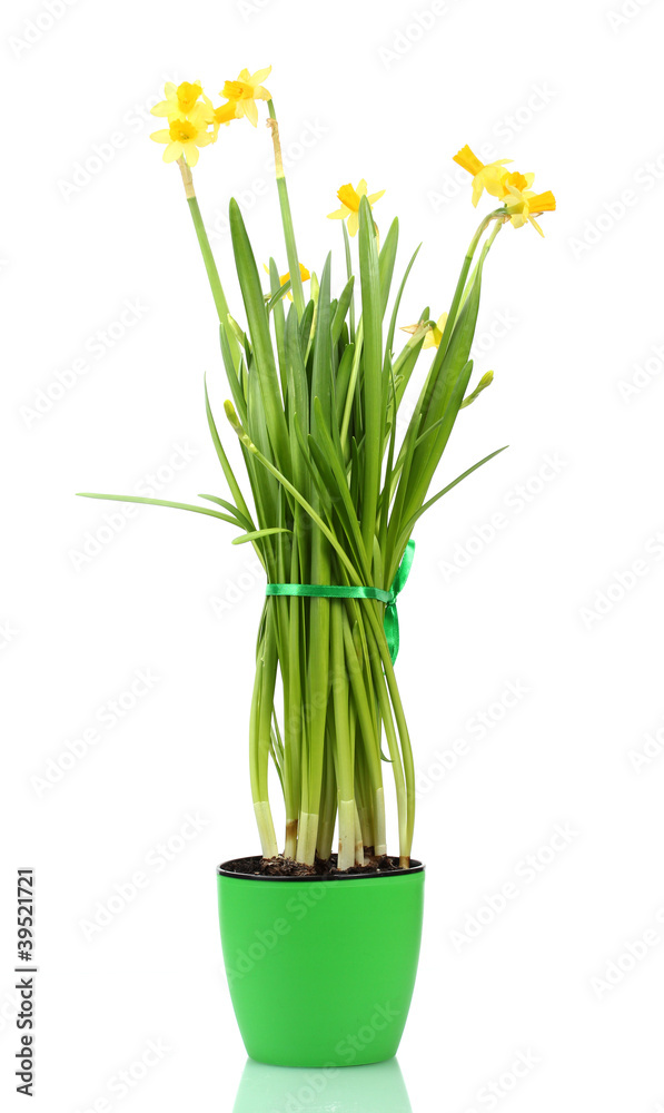 Fototapeta premium beautiful yellow daffodils in a flowerpot isolated on white