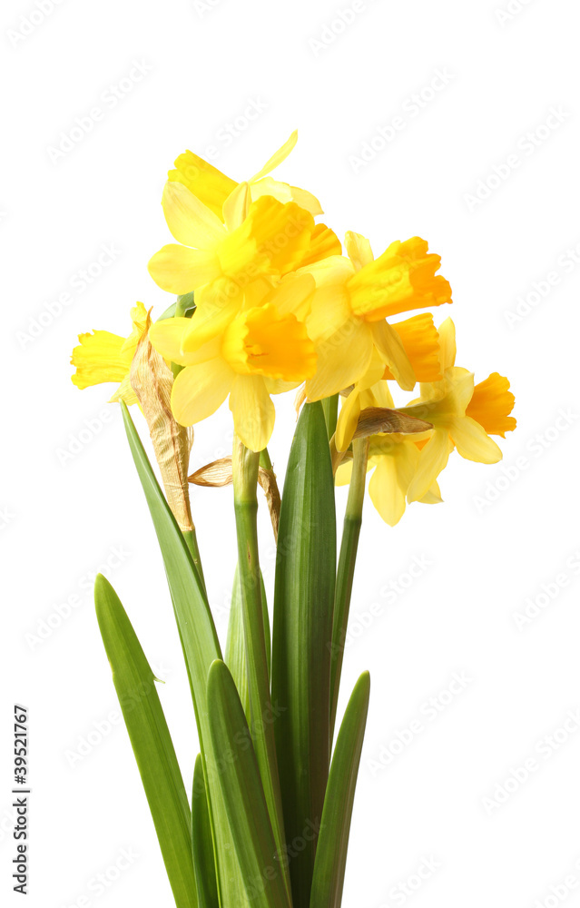beautiful yellow daffodils isolated on white beautiful yellow daffodils isolated on white