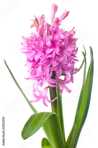 Pink Hyacinth