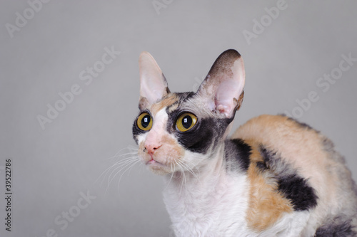 Cuadro en lienzo Cornish Rex cat