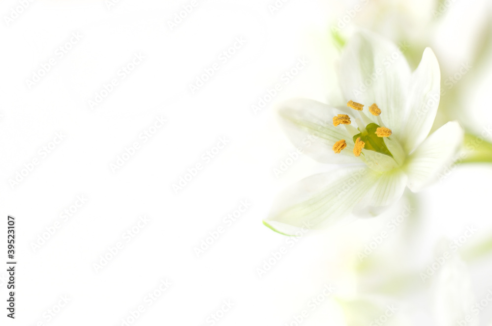 Obraz premium Frühling