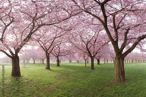 japanische Kirschblüten, Baumreihen in Park