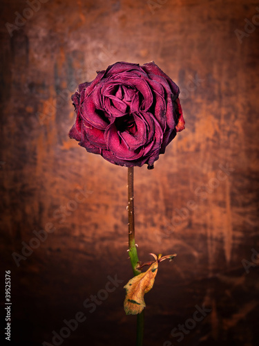 Grunge wilted rose over old leather background