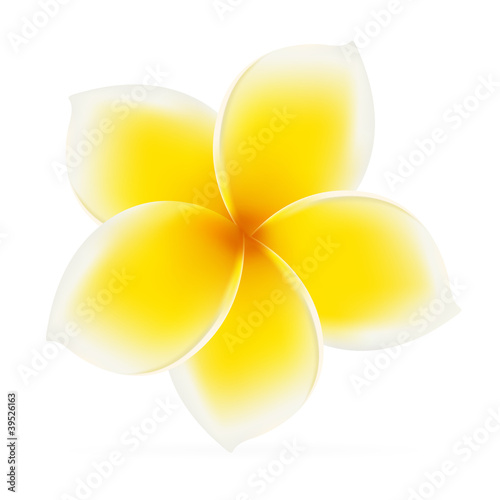 Frangipani. Asian yellow flower