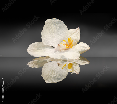 White orchid and its reflection on black background