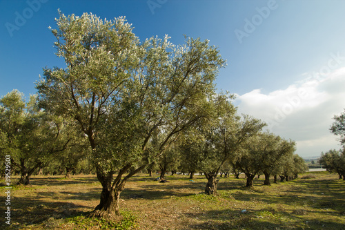 plantation of olive trees