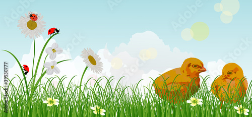 yellow chickens in green grass