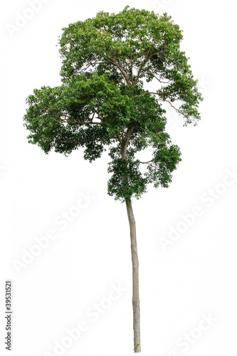 tropical tree isolated