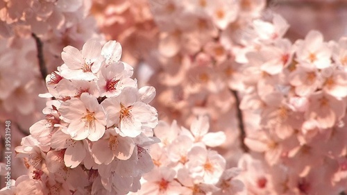 Wallpaper Mural Cherry blossoms,in Showa Kinen Park,Tokyo,Japan Torontodigital.ca