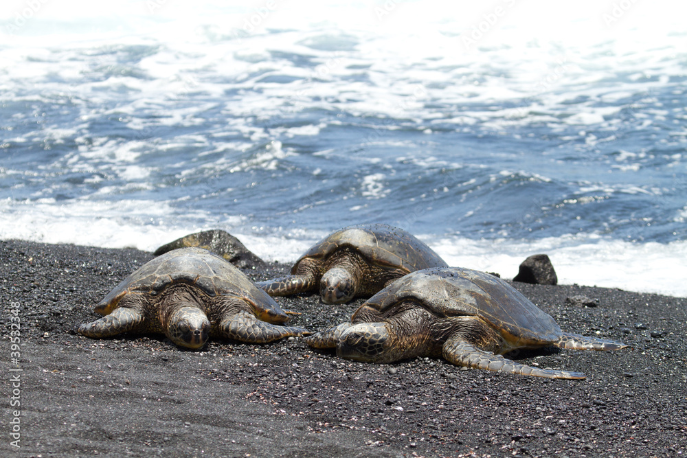 Obraz premium green sea turtles (Big Island, Hawaii)