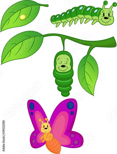 Butterfly Metamorphosis
