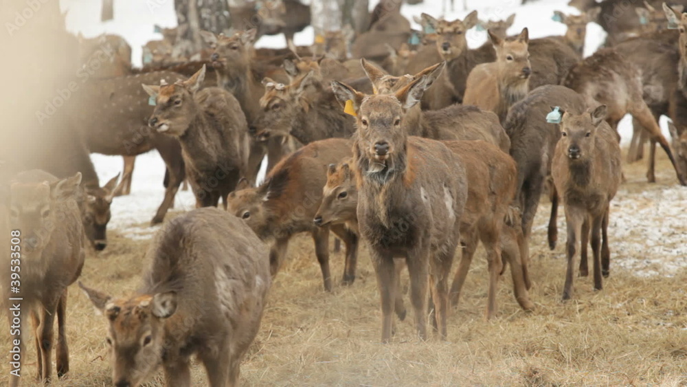 custom made wallpaper toronto digitalDeer farm