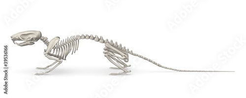 3d render of mouse skeleton