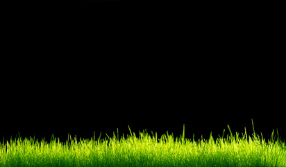 Green vibrant grass over black background