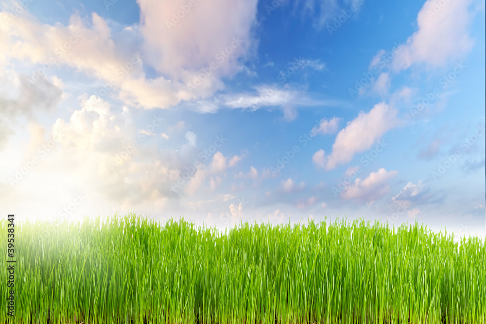 Nature background with perfect meadow at sunrise Nature background with perfect meadow at sunrise