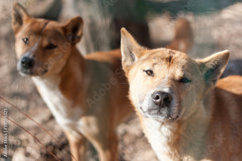New Guinea Singing Dog (Canis dingo hallstromi)
