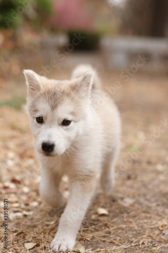 Alaska Puppies