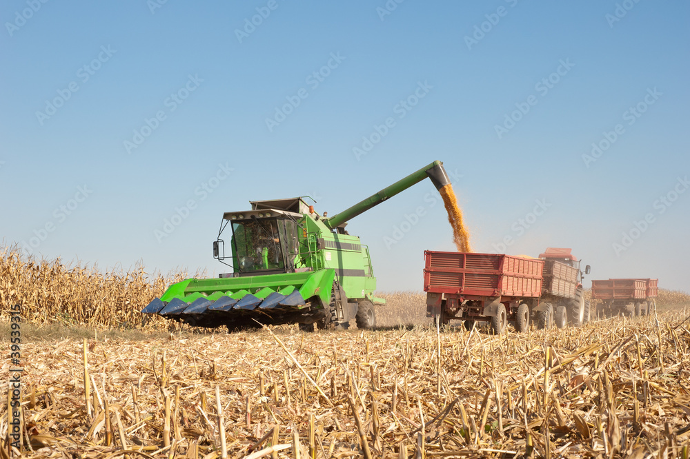 Obraz premium corn harvest