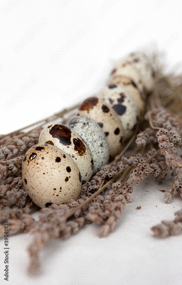 Obraz premium Eggs in a Row