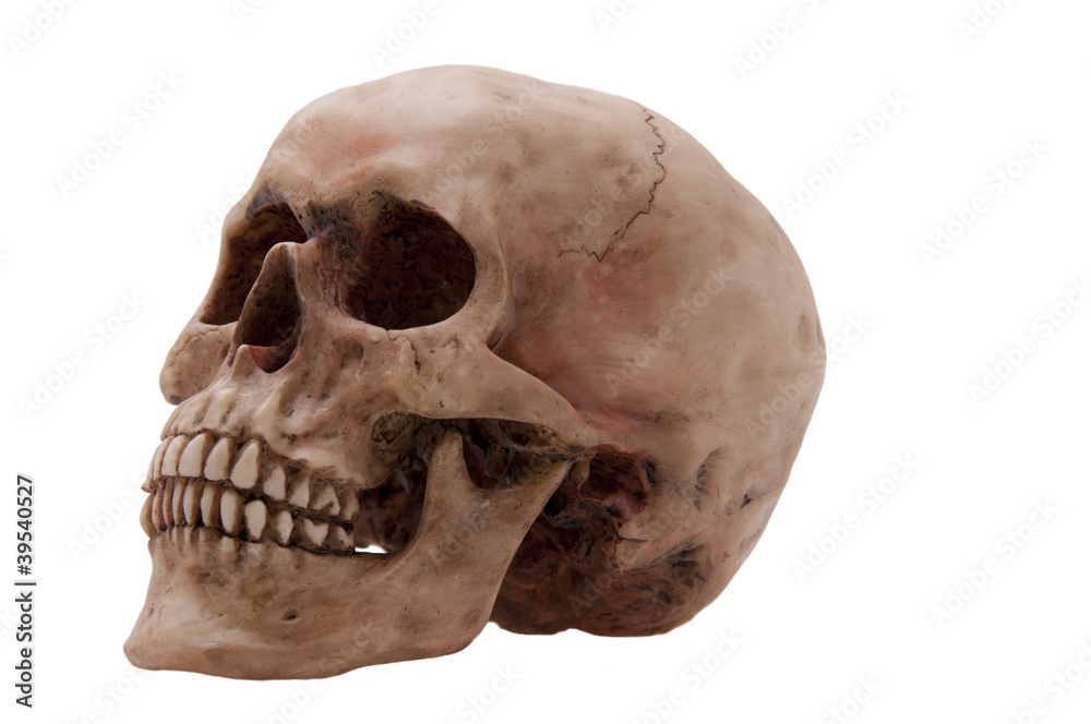 Skull Skull