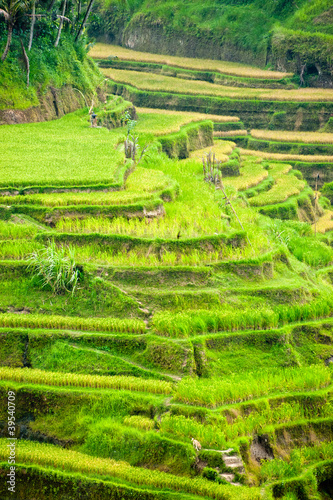 Amazing Rice Terrace field, Ubud, Bali, Indonesia.