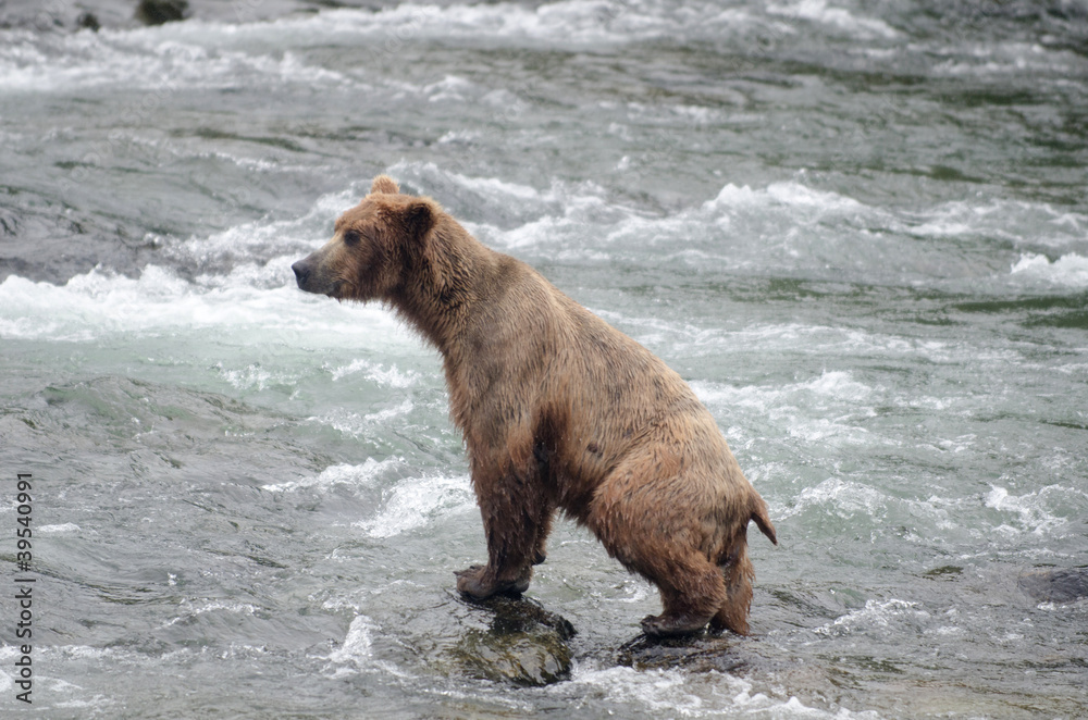 Large Brown Bear fishing for salmon in a river Large Brown Bear fishing for salmon in a river