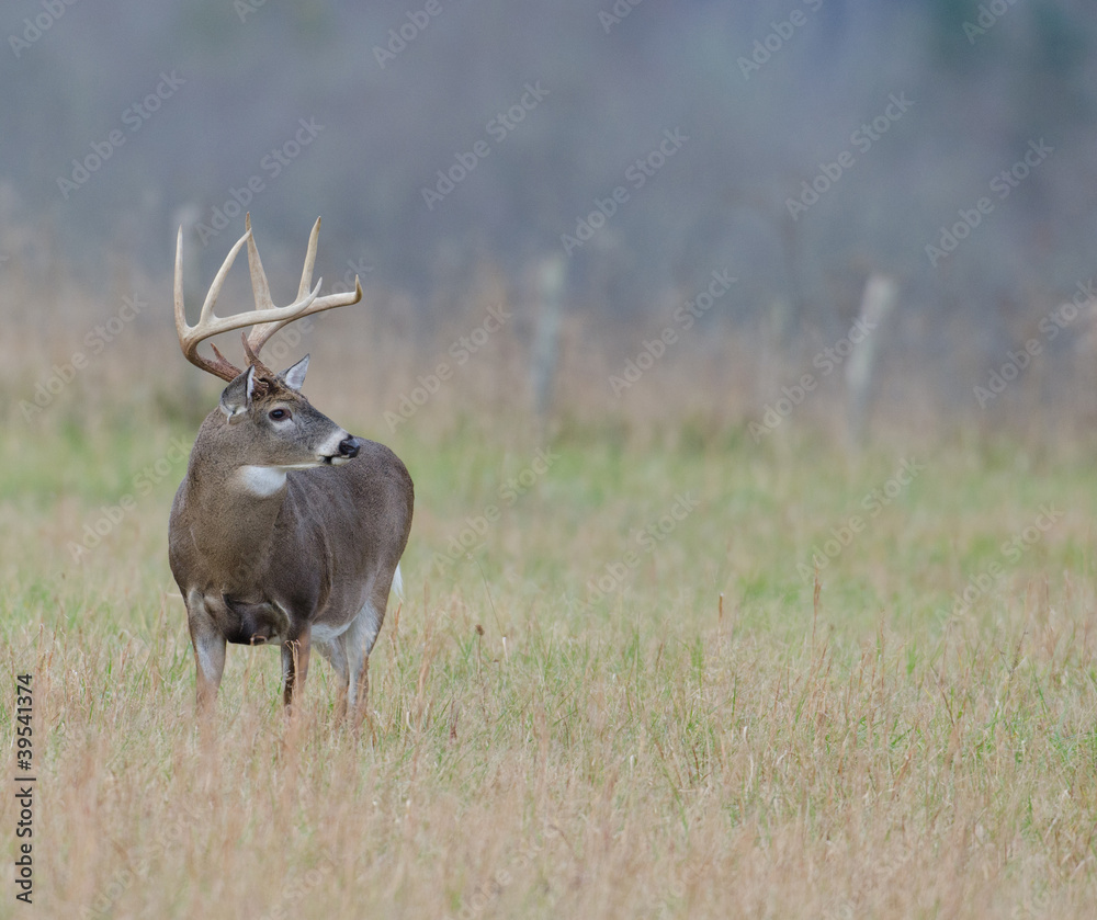 Whitetail deer buck in a foggy field Whitetail deer buck in a foggy field