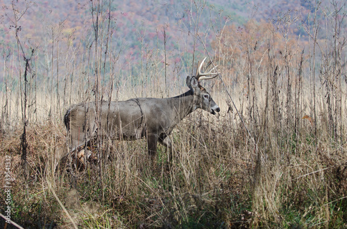 Whitetail deer buck moving through brush