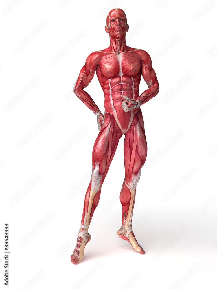 3d rendered scientific illustration of the males muscles 3d rendered scientific illustration of the males muscles