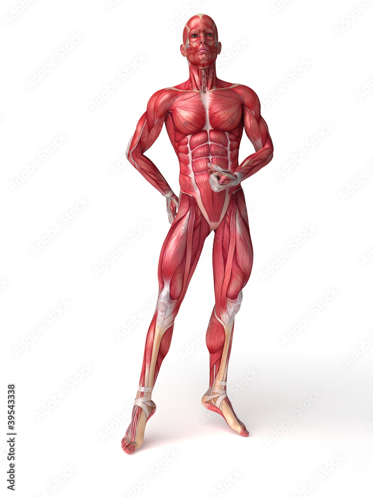 3d rendered scientific illustration of the males muscles