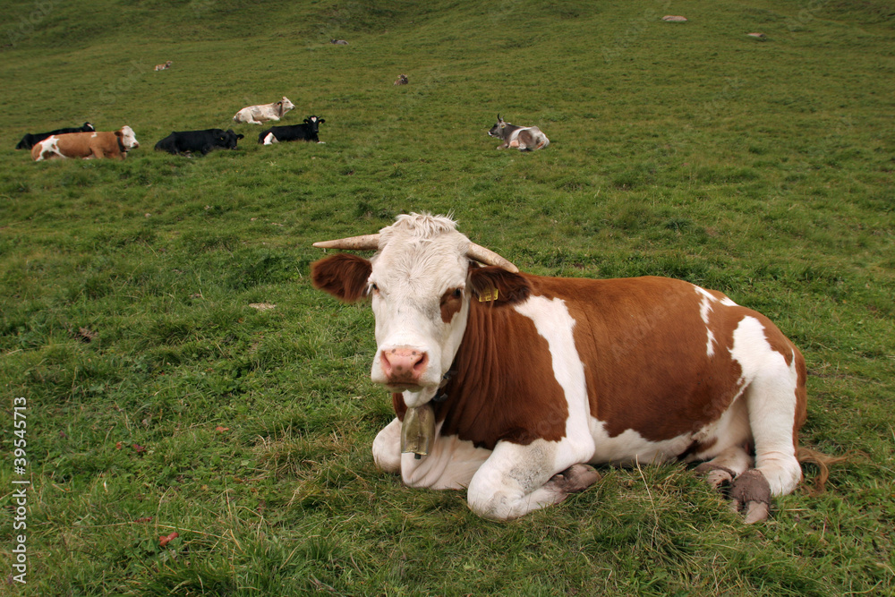 Mucche al pascolo, Trentino