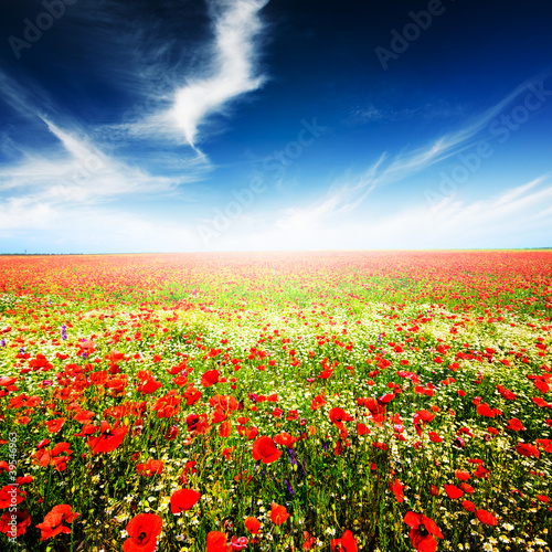 Nature Background. Poppies.