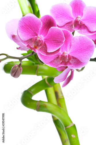 Beautiful purple orchid flowers and bamboo isolated on white