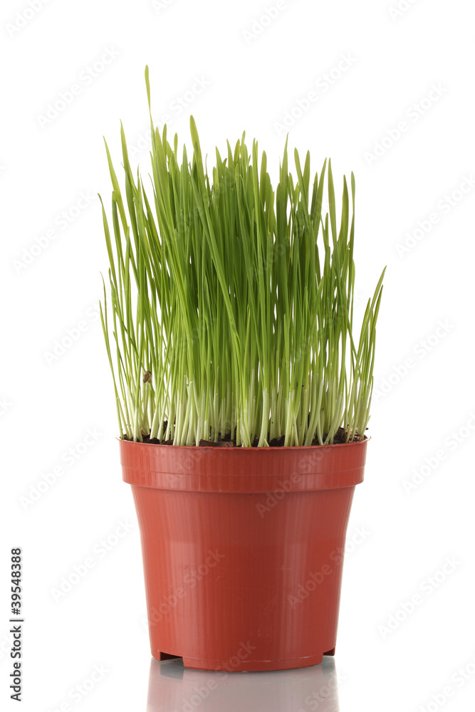 Green grass in a flowerpot isolated on white Green grass in a flowerpot isolated on white
