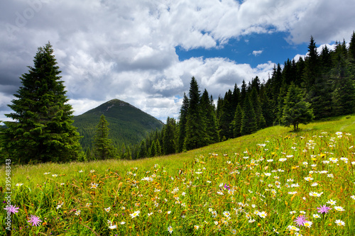 Field of daisies blooming in the mountains in summer