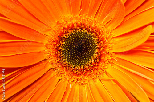 Floral bouquet gerbera