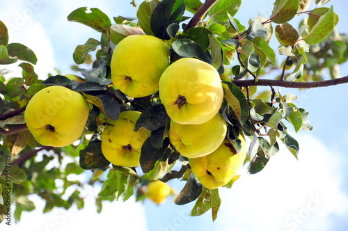 Tableau sur toile quince on tree against blue sky