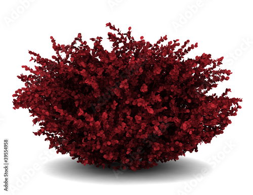 red leaf japanese barberry isolated on white background