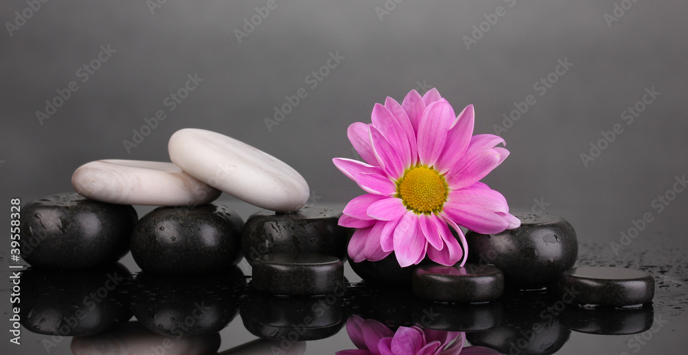 Spa stones and flower with water drops on grey background Spa stones and flower with water drops on grey background