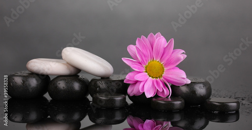 Spa stones and flower with water drops on grey background