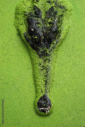 crocodile Indian gavial in water pond