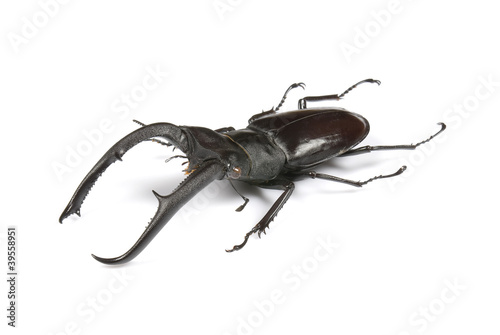 Male stag-beetle isolated on white background © andrewburgess