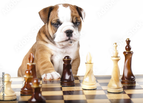 Puppy english Bulldog and chess piece photo